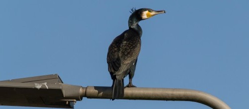 Aalscholver